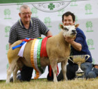 Laois breeders take top prize at the Belgian Beltex national show