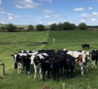 Virtual farm walk on calf-to-beef farm this week