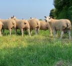 Big Boy Ram Sale - Texel and Aber ram lambs