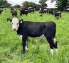 Update: Silage, grazing and MSS trial on ABP Demo Farm