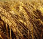 Opinion: What happens  malting barley if poor weather continues?