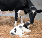 What are the advantages and disadvantages of cow-calf contact?