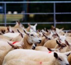 Understanding market specifications for lamb