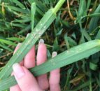 Are your spring barley crops ‘off colour’?