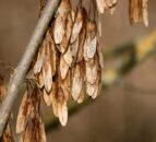 Ash dieback: How to qualify for the €5,000/ha payment