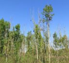 LTWO: Ash dieback taskforce 'faces an impossible task'