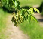 Hackett 'did not attend' first ash dieback taskforce meeting - DAFM