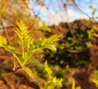 'Vast majority' of ash dieback owners 'very happy' with scheme - Hackett