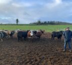 Beef Focus: How 'Herbie's Heifers' is growing its suckler customer base