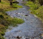 Hundreds of fish killed in Donegal river due to pollution