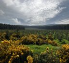 2 forestry portfolios valued at more than €14.5m for sale