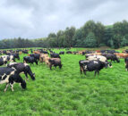 Irishman breeding medium-sized cows for new dairy farm in Oz