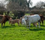 Profile: Westmeath suckler-beef farm hosting IGA event