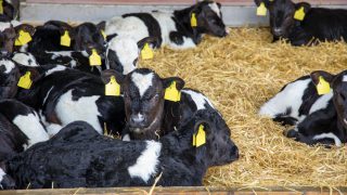 New series to show benefit of CBV when buying dairy-beef calves