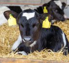 Watch: Calves break into young farmer's Xbox room