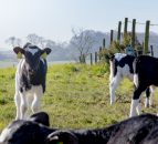 Growing profitability on a calf-to-beef farm in Co. Westmeath