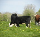 Beef prices consistently higher then quotes in Northern Ireland