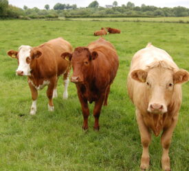 ICMSA: Factories must explain ‘farcical price cuts for prime cattle’