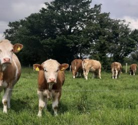 ‘Tide has now turned on beef prices’ – Hanrahan