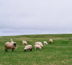 Sheep kill: Supplies drop by 16,000 head post-peak