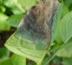 Teagasc issues ‘red alert’ potato blight warning