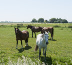 EU Commission discusses horse traceability with member states