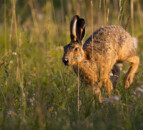 Man fined for illegal hare hunting in Clare