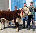 Hereford bulls hit €4,700 at Nenagh show and sale