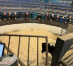 Positive trend and outlook for calf trade in marts