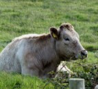 Further changes made to bovine TB testing in Wales