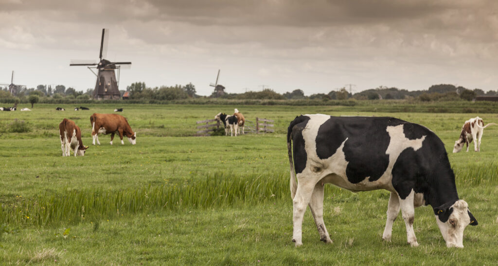 Cows grazing in the Netherlands Nitrates derogation