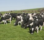 Revamped Milk Price Tracker for 2024