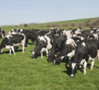 Dairy expansion – get big or get out? Or is there a third option?