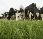 Maintaining high quality grass as growth rates continue