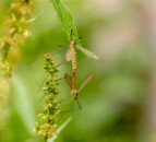 Are daddy long-legs threatening your farm?