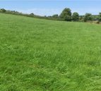 Growth Watch: Maximising graze-outs for April to enhance grass quality