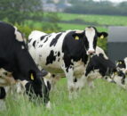 Should NI's entire cattle population be genotyped?