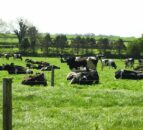 Review: 70% report dairy farmers as 'main buyer' of grassland