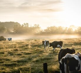 Assembly of EU dairy farmers focuses on young generation