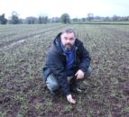 Tillage Focus: Crop of Spearhead winter wheat in Antrim