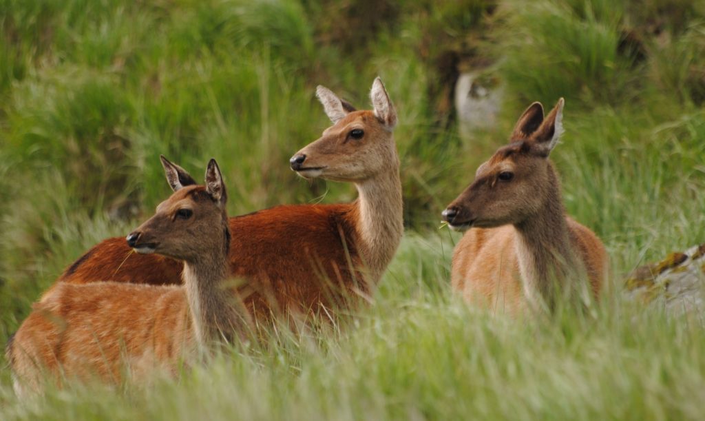 deer Sika deer management Irish Deer Society culling cull