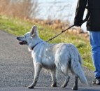 Ban on e-collars will cause 'fury' in rural areas - NSA