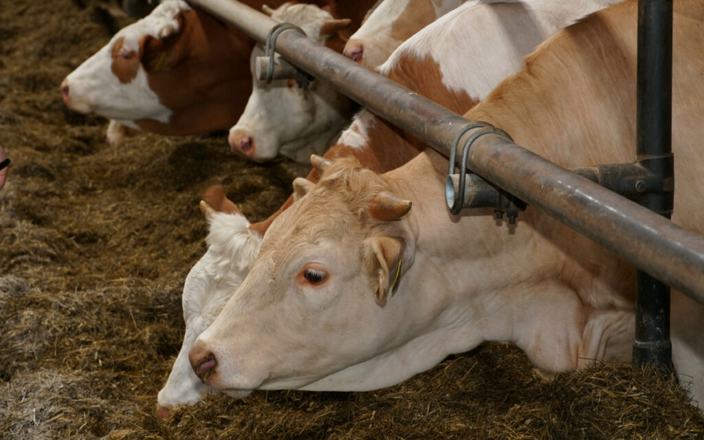 Cattle feeding on silage