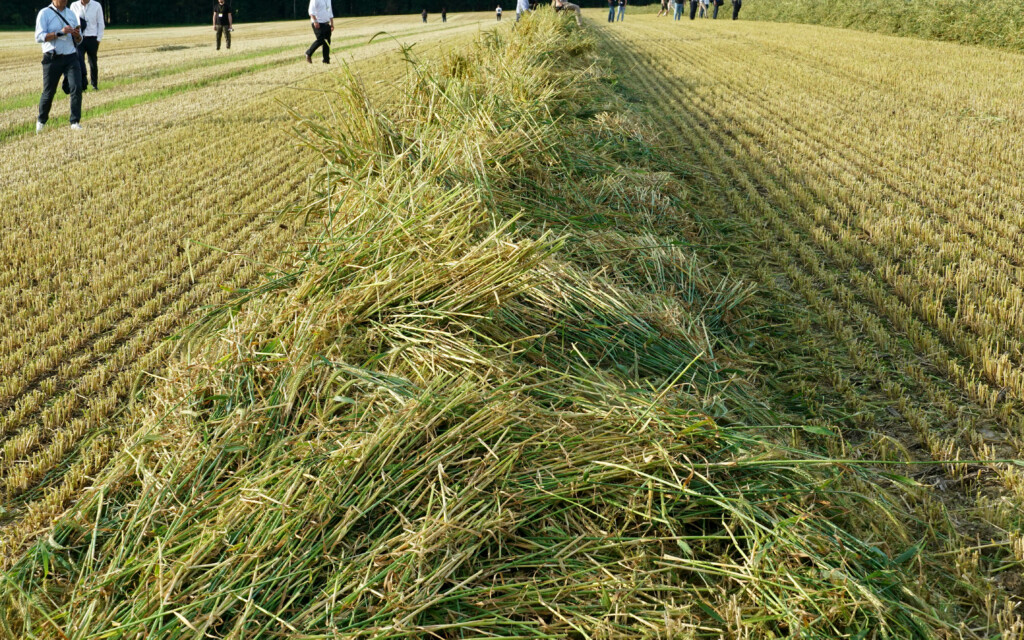 Triticale in swath