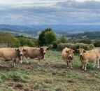 Video: Breeding Aubrac cattle high up in the hills of France