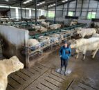 Beef Focus: Modern pedigree Charolais operation in Cavan