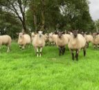 Carrick Prolific Ewe Lamb Breeders' sale set to see 1,100 lambs on offer