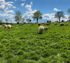 Sheep Focus: Building up a flock of 300 purebred Lleyn ewes in the space of 7 years