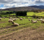 Sheep Focus: Lambing 300 ewes in Co. Carlow