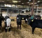 ABP Demo Farm: Calf rearing, cattle grazing and lamb sales